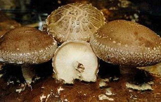 浙江武义香菇 自然馈赠的鲜美珍品